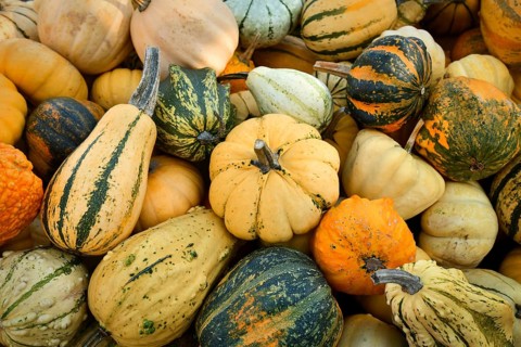 Many different ornamental gourds and pumpkins