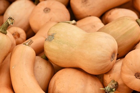 Butternut squash on pile of many raw pumpkins