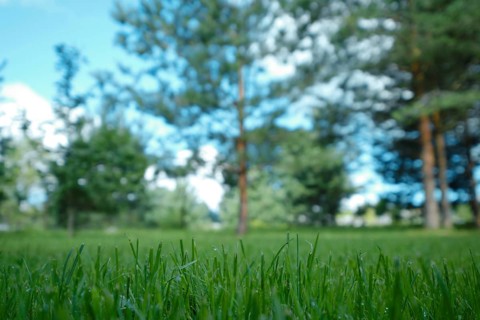 Morning grass in a forest meadow (focus on foreground)