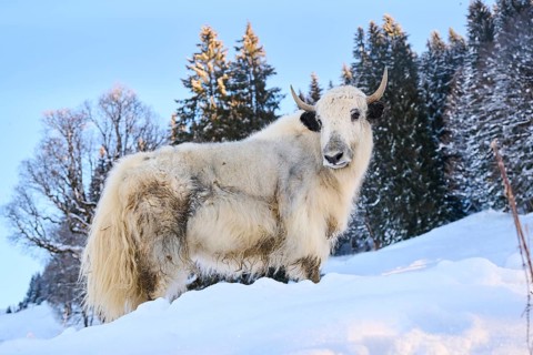 Domestic yak (Bos grunniens) on a snowy meadow in the mountains in tirol, Kitzbühel, Wildpark