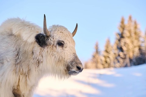 Domestic yak (Bos grunniens) on a snowy meadow in the mountains in tirol, Kitzbühel, Wildpark