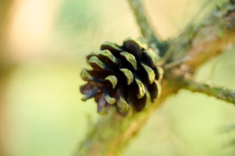 Scots pine (Pinus sylvestris) cone, detail, Upper Palatinate, Bavaria, Germany, Europe