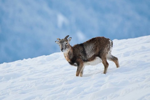 European mouflon (Ovis aries musimon) ram on a snowy meadow in the mountains in tirol, Kitzbühel,