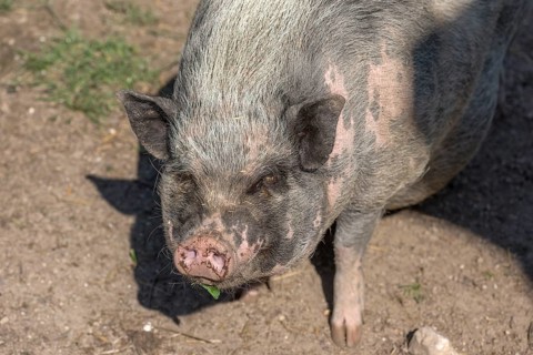 Pot-bellied pig (Sus scrofa domesticus), Mecklenburg-Western Pomerania, Germany, Europe