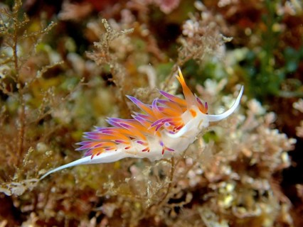 Wandering thread snail (Cratena peregrina) in the Mediterranean Sea near Hyères. Dive site Giens