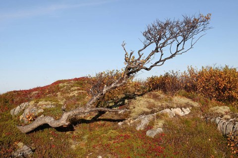 Downy birch (Betula pubescens) among autumn tundra plants, Lofoten, Norway, Scandinavia, Europe