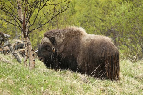 Musk ox (Ovibos moschatus) among birch trees in Dovrefjell-Sunndalsfjella National Park, Central