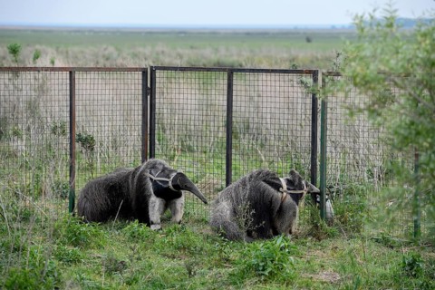 Giant anteater (Myrmecophaga tridactyla) with radio collar at the Conservation Land Trust breeding