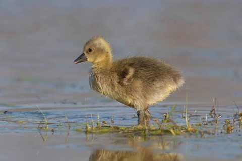Greylag goose (Anser anser), chick runs in the water, Burgenland, Austria, Europe