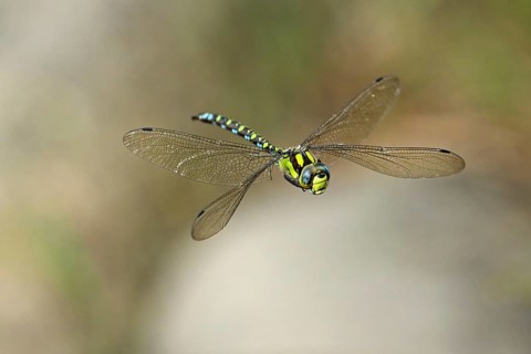 Emperor dragonfly (Anax imperator), in flight, Selger Moor, Canton Zurich, Switzerland, Europe