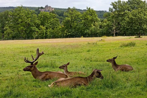 European red deer (Cervus elaphus) captive in Sababurg Zoo, Hofgeismar, Reinhardswald, Hesse,