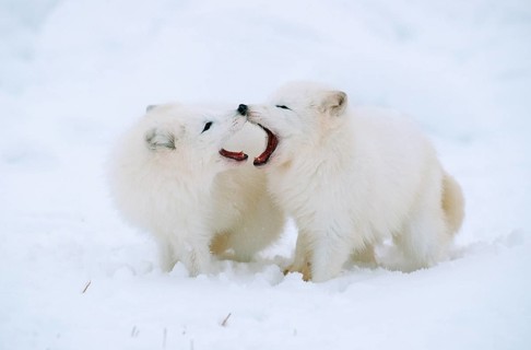 Arctic foxes (Vulpes lagopus), pair