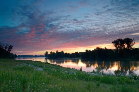 Morning glow on the Old Rhine with valerian (Valeriana officinalis) and deciduous trees, Xanten,