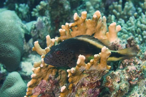 Black-sided hawkfish (Paracirrhites forsteri), House Reef dive site, Mangrove Bay, El Quesir,