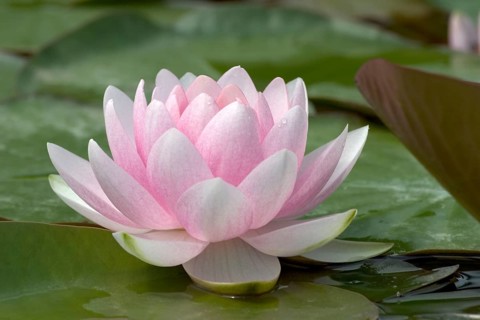Waterlily (Nymphaea)