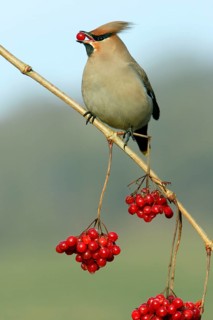 Bohemian Waxwing (Bombycilla garrulus) picking Common Snowball berries, Lower Saxony, Germany,