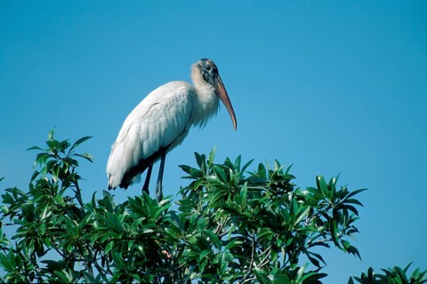 Woodstork (Mycteria americana), Cork Screw Swamps, Florida, USA, side, North America