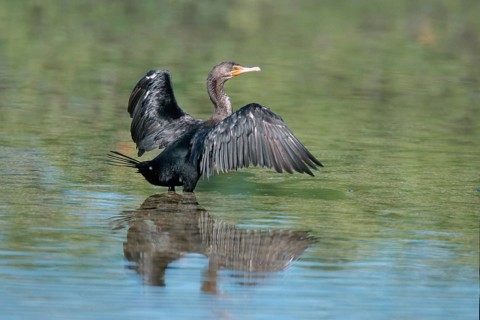 Olivaceus Cormorant, Sanibel Island, Florida, USA (Phalacrocorax olivaceus)