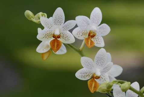 Orchid (Phalaenopsis) blossoms