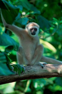 Black-handed gibbon (Hylobates agilis)