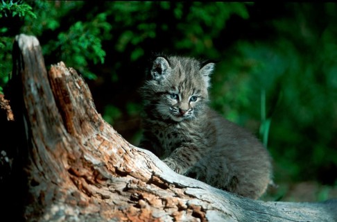 Bobcat (Lynx rufus) cub