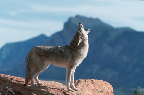 Coyote (Canis latrans), Utah, USA, side, North America