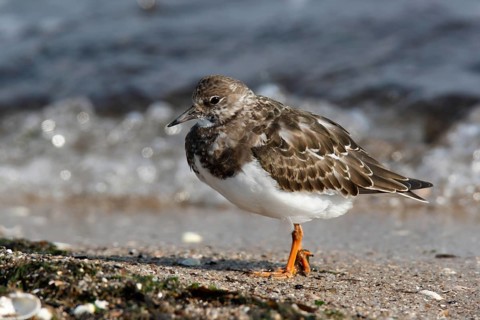 Ruddy turnstone (Arenaria interpres), foraging in the mudflats, Lower Saxon Wadden Sea National