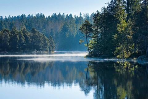 Pines and spruces line the shore of the mirror-smooth Étang de la Gruère moorland lake covered in