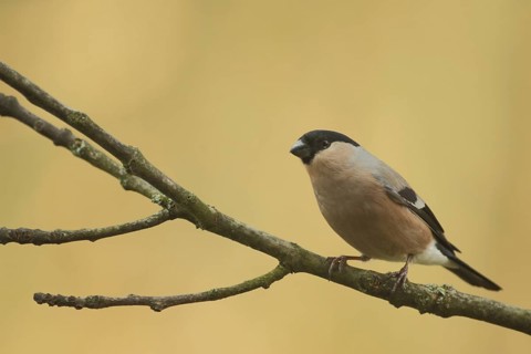 Female eurasian bullfinch (Pyrrhula pyrrhula) in Bad Schönborn, Baden-Württemberg, Germany, Europe