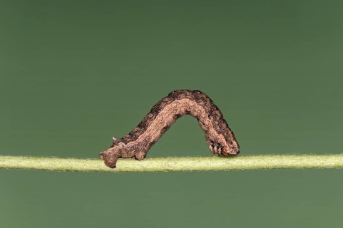 Caterpillar of the great stone moth (Gnophos furvata), Valais, Switzerland, Europe