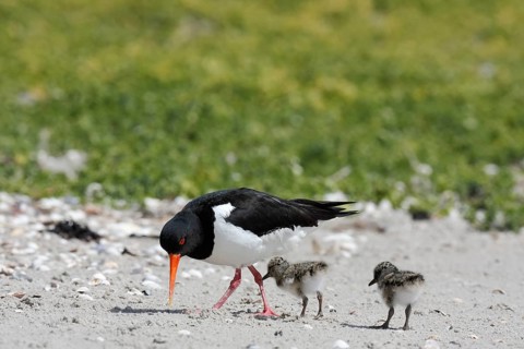 Eurasian oystercatcher (Haematopus ostralegus), adult bird with two chicks on the beach, Lower