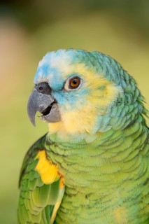 Blue-fronted Amazon (Amazona aestiva), portrait, captive, occurrence in South America