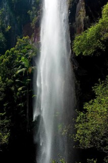 Protesters falls waterfall with palm trees, water, fresh, nature, environment, Nightcap National