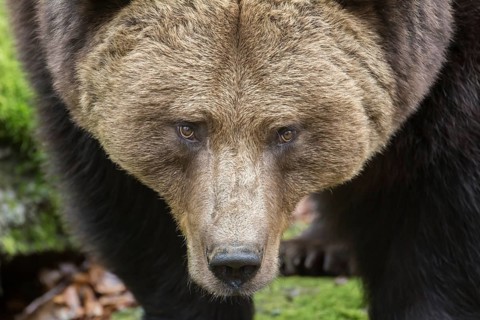 Brown Bear (Ursus arctos), animal enclosure, Bavarian Forest National Park, Bavaria, Germany,