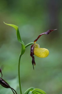 Yellow lady's slipper orchid (Cypripedium calceolus), Kalkalpen National Park, Upper Austria,