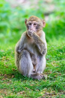 Barbary macaque (Macaca sylvanus), juvenile, Occurrence in Morocco, captive, Rhineland-Palatinate,