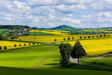 Rape fields in bloom in Seifersdorf near Malter View to the Luchberg mountain