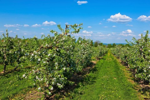 Orchards near Borthen
