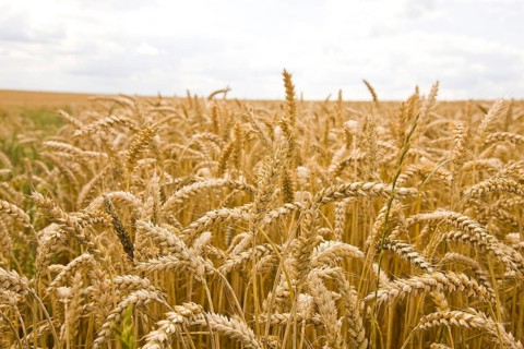 Rye field near Roßwein