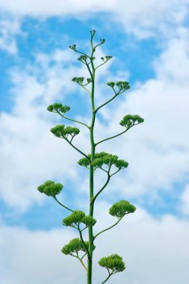 Agave (Agave Australis) in inflorescence, blooming, flowering, plant, flora, blue sky, medicine,