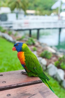 Rainbow Lorikeet (Trichoglossus moluccanus), Rainbow Lorikeet parrot, bird, tropical, fauna,