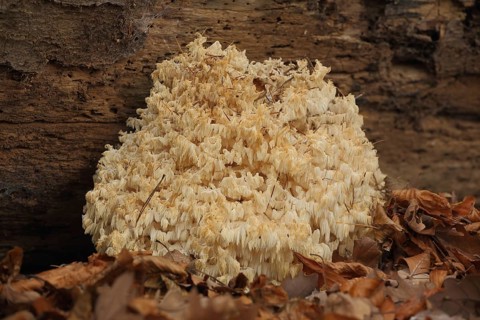Spiny Beard (Hericium clathroides), Beech Spiny Beard, Spiny Beard, Spiny Beard, Hericium,
