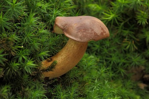 Chestnut boletus (Xerocomus badius), nature, moss, Bremthal, Eppstein, Taunus, Hesse, Germany,