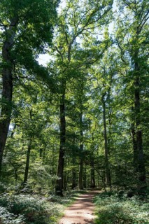 Summer in oak forest, Forest of Troncais. Allier department. Auvergne Rhone Alpes. France