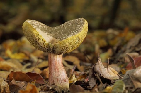 Red cracking bolete (Xerocomus chrysenteron), Bremthal, Eppstein, Taunus, Hesse, Germany, Europe