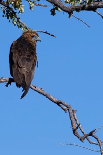 Bateleur eagle (Terathopius ecaudatus), immature, perched on a branch, Mahango Core Area, Bwabwata