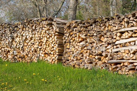Stacked logs, Saxony, Germany, Europe