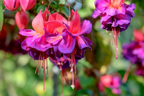 Flowering fuchsias (Fuchsia), North Rhine-Westphalia, Germany, Europe