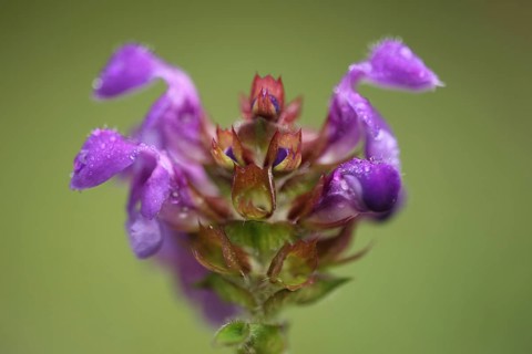 Common selfheal (Prunella vulgaris), detail, figure, face, flower, blossom, nature, Ständelberg,