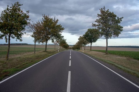 Empty country road, tree-lined avenue, Harz foreland, Saxony-Anhalt, Germany, Europe